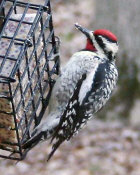 yellow bellied sapsucker