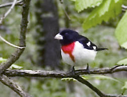 rose breasted grossbeak