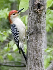 red bellied woodpecker