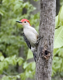 red bellied woodpecker