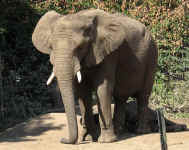 zoo 092604 elephant.jpg (107998 bytes)