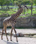 zoo 092604 girrafe.jpg (85904 bytes)