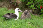 albatross.jpg (59385 bytes)